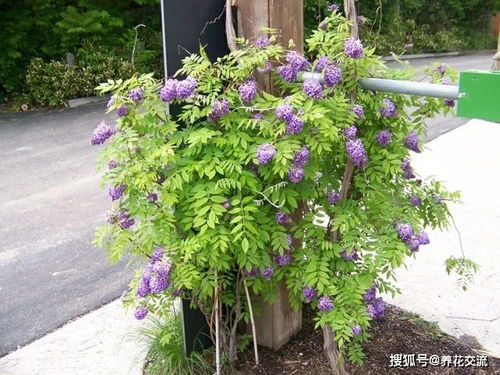 修剪强度， 对照表与处理方案