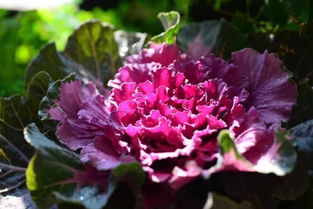 推荐植物：羽衣甘蓝