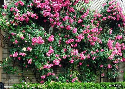 藤本快乐舞蹈月季的花期揭秘