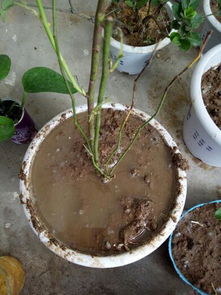 蔷薇花发芽的秘密