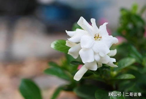 第三步：注意事项， 防止蔫掉