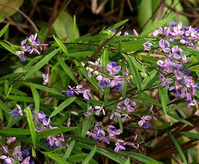采购远志种子， 注意季节和产地