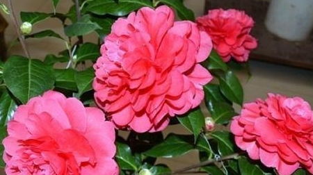 “春季什么时候以及如何进行茶花换盆操作最合适