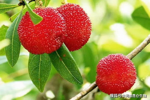杨梅树最适合施用哪种肥料来促进生长和果实品质提升