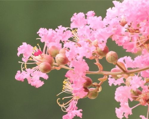 低温环境对紫薇的影响