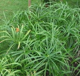 人工湿地水生植物配置原则