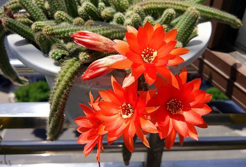 光照与修剪，让花朵梗艳丽