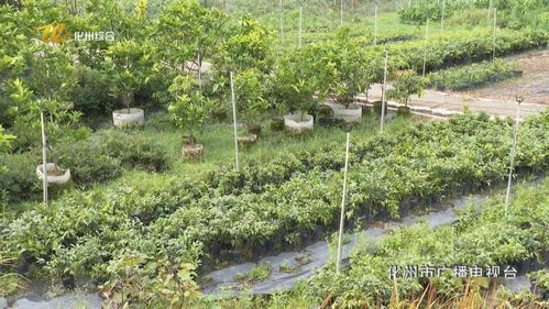 不同地区不同预算种植不同品种