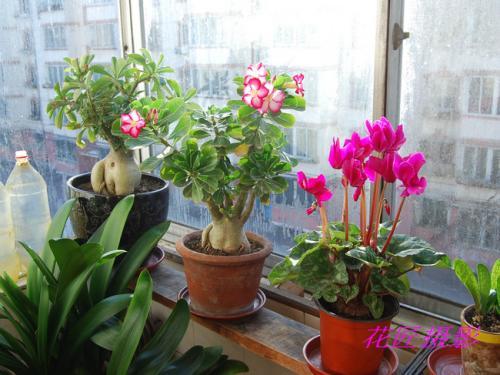芋头花盆种植，如何选择合适的土壤