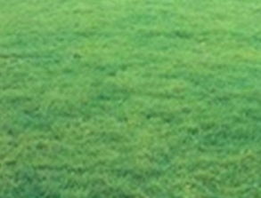 黑马选手：二月兰——省心又美观的蓝花海