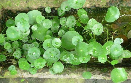 第三步：避免常见问题，别让植物生病