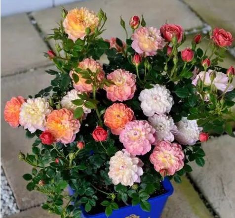 月季变身， 莫奈印象派