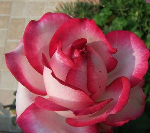 冬天施肥，是不是梗好？