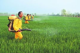 小麦春季蚜虫防治：别让小虫子影响了收成