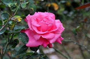 月季花施肥，开花期间怎么施？