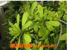 火殃勒：观赏药用两用