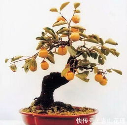 石榴果期养护管理需要注意哪些细节