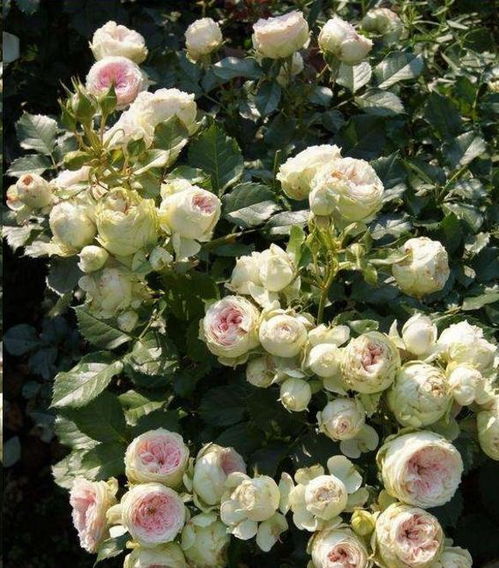 金丝雀月季的“贵”气何在