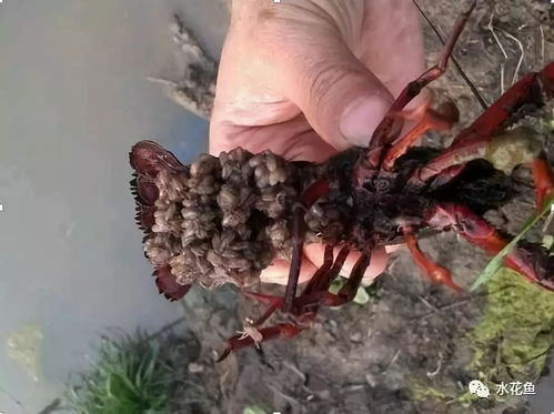 草铵膦：平安除草，虾无忧