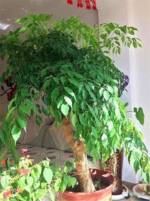 幸福树太高了如何巧妙剪枝