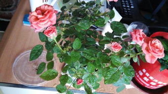 春秋两季种植玫瑰花？各有各的好处