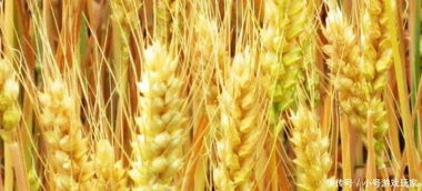 选农药要讲究，不Neng随便买