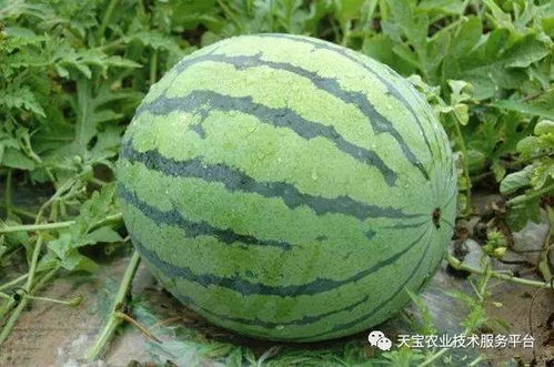 西瓜高产种植秘诀，如何实现亩产翻番