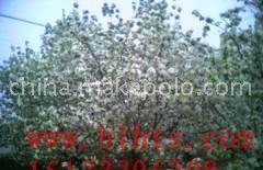 土壤处理要讲究