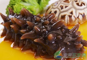 海参饲料最佳配比下一吨海参饲料的价格是多少？