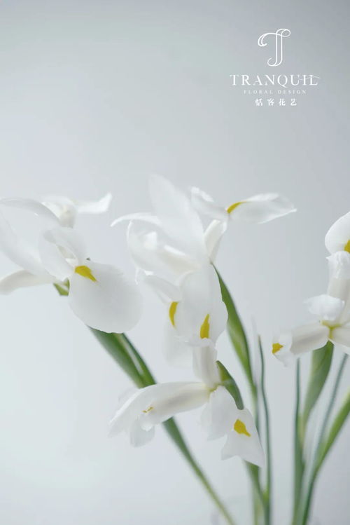 白色鸢尾与紫色鸢尾，花语各异