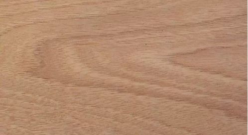 大叶榉的密度之谜