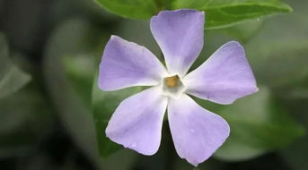 不挑剔， 环境适应者