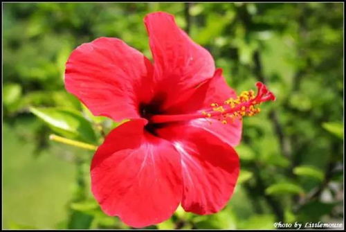 洛阳：牡丹之后木芙蓉再展芳华