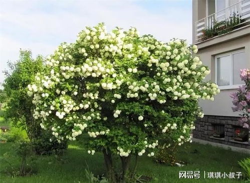 绣球：夏季的美丽