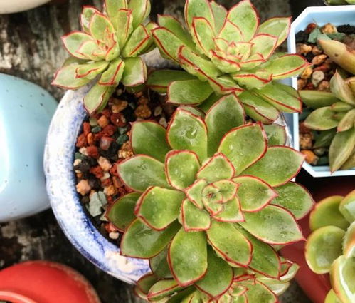 多肉植物，浇水还是喷雾？傻傻分不清楚？