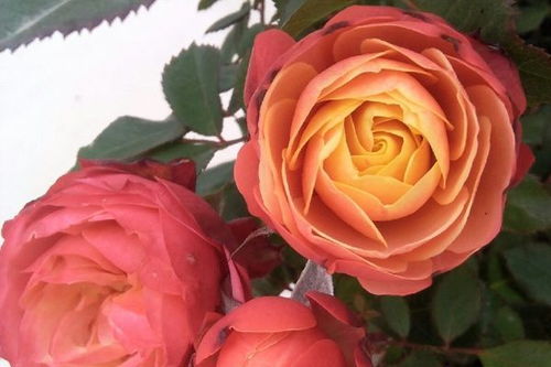 浪漫比克月季适合在什么季节种植？