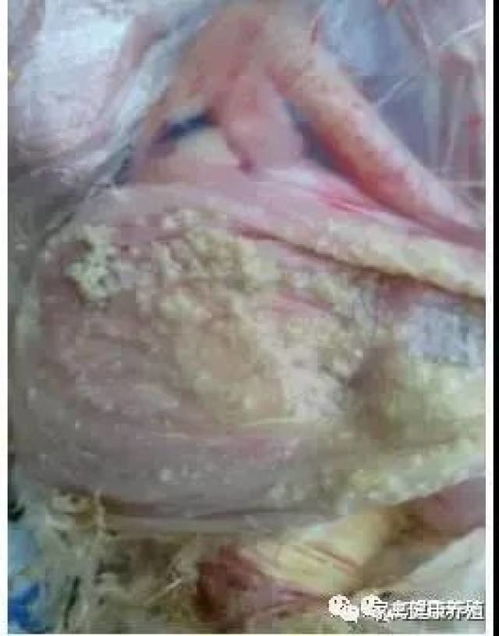鸡腹膜炎治疗需谨慎，选药需精准