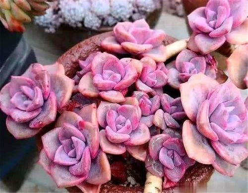 彩虹糖多肉，粉粉的色彩，甜蜜的养护之道