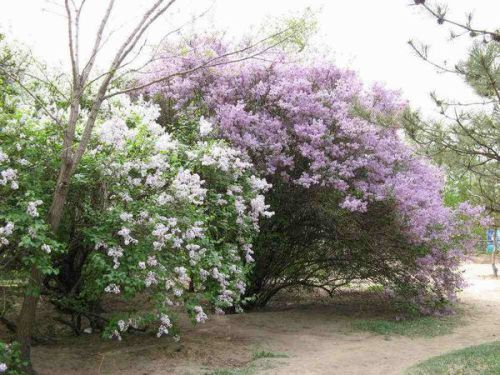 丁香花叶子发黑是什么原因导致的，有什么方法可以解决