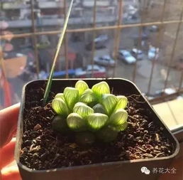 玉露繁殖哪种方法最简单？无土栽培可行吗