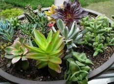 长日照植物与短日照植物