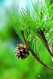 作文以松树为主题， 赞美松树耐寒、不畏风雪的勇敢精神