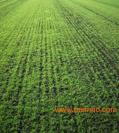 选错草种的三大灾难现场：小心这些“陷阱”