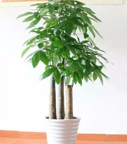 发财树养殖需注意光照、水分、土壤等