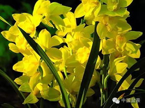 兰花飞肩的传承千载，其背后蕴含的华夏文化之美