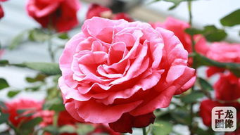 美国杂交茶香月季：若望·保禄二世