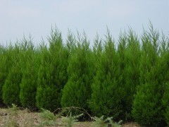 塔柏苗木基地， 就像一个大家庭，充满了温暖和希望