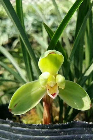 1. 浙江第七届兰花博览会上的明星兰花