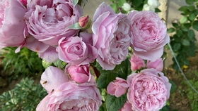 樱霞月季，懒人养花之星，真的能爆花吗？秘诀在这！