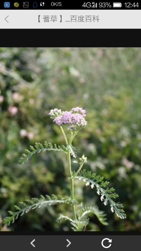 嚏根草：小巧的冬日使者